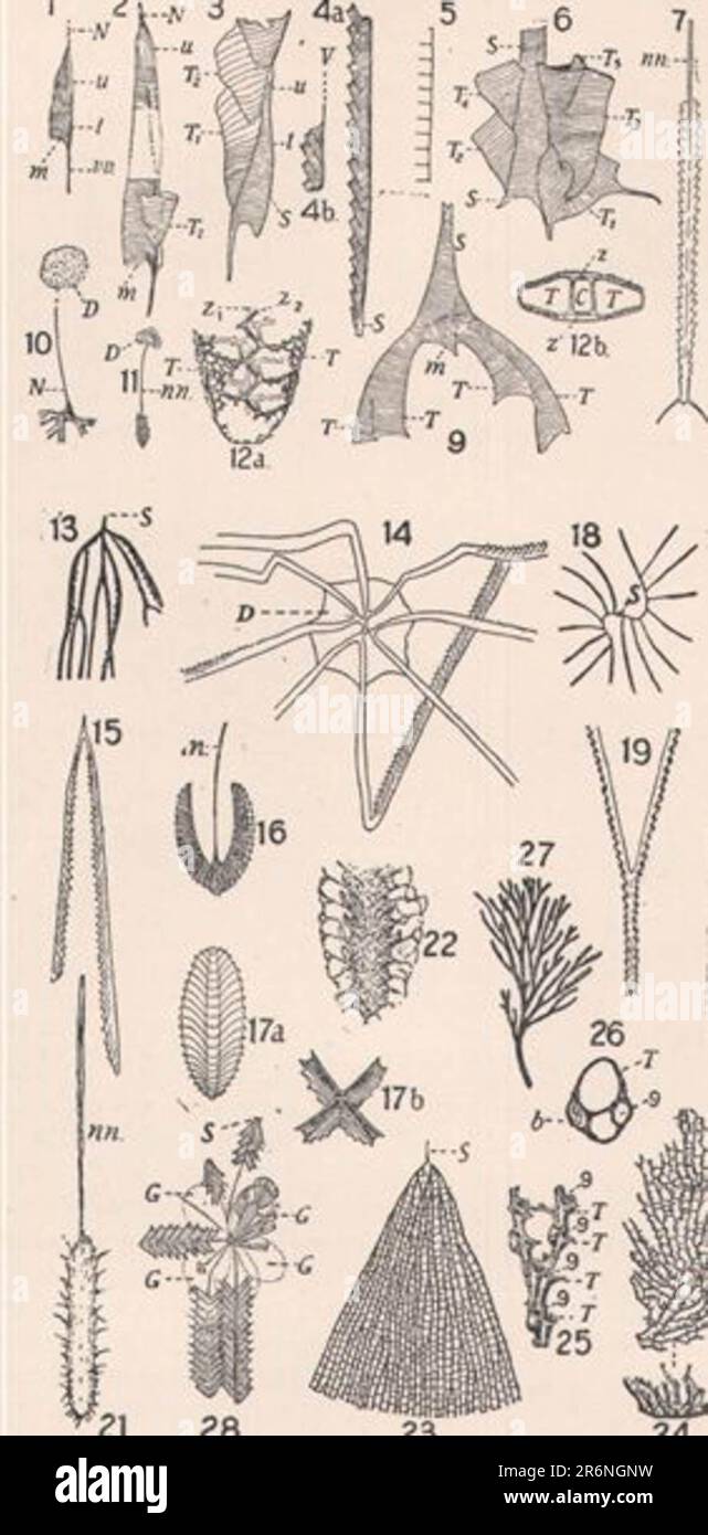 Graptolite morphology hi-res stock photography and images - Alamy