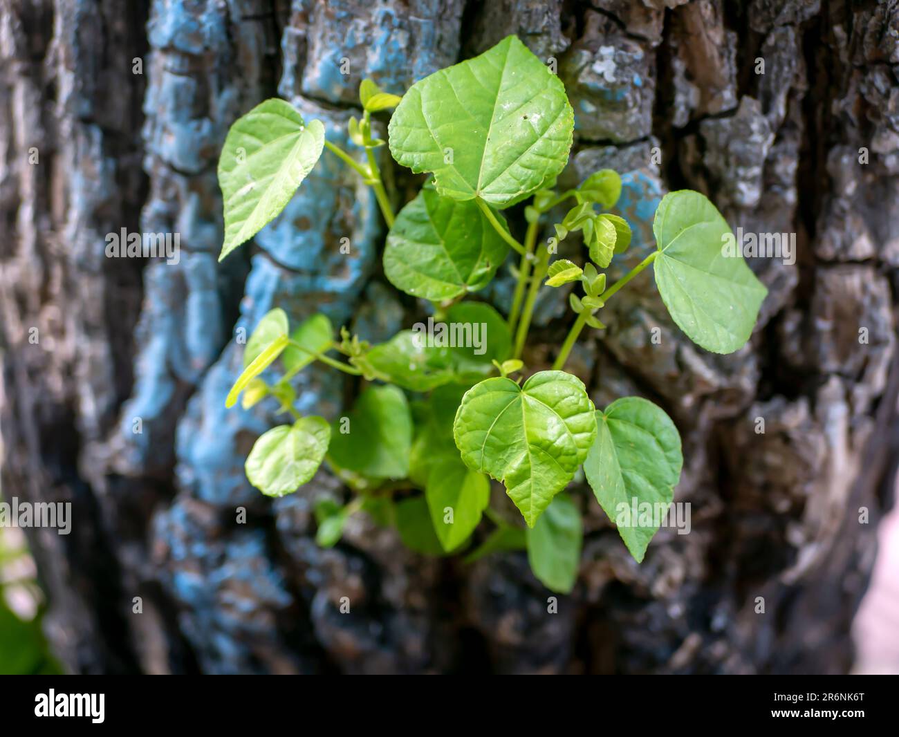 Hibiscus tiliaceus young green leaves, shallow focus Stock Photo