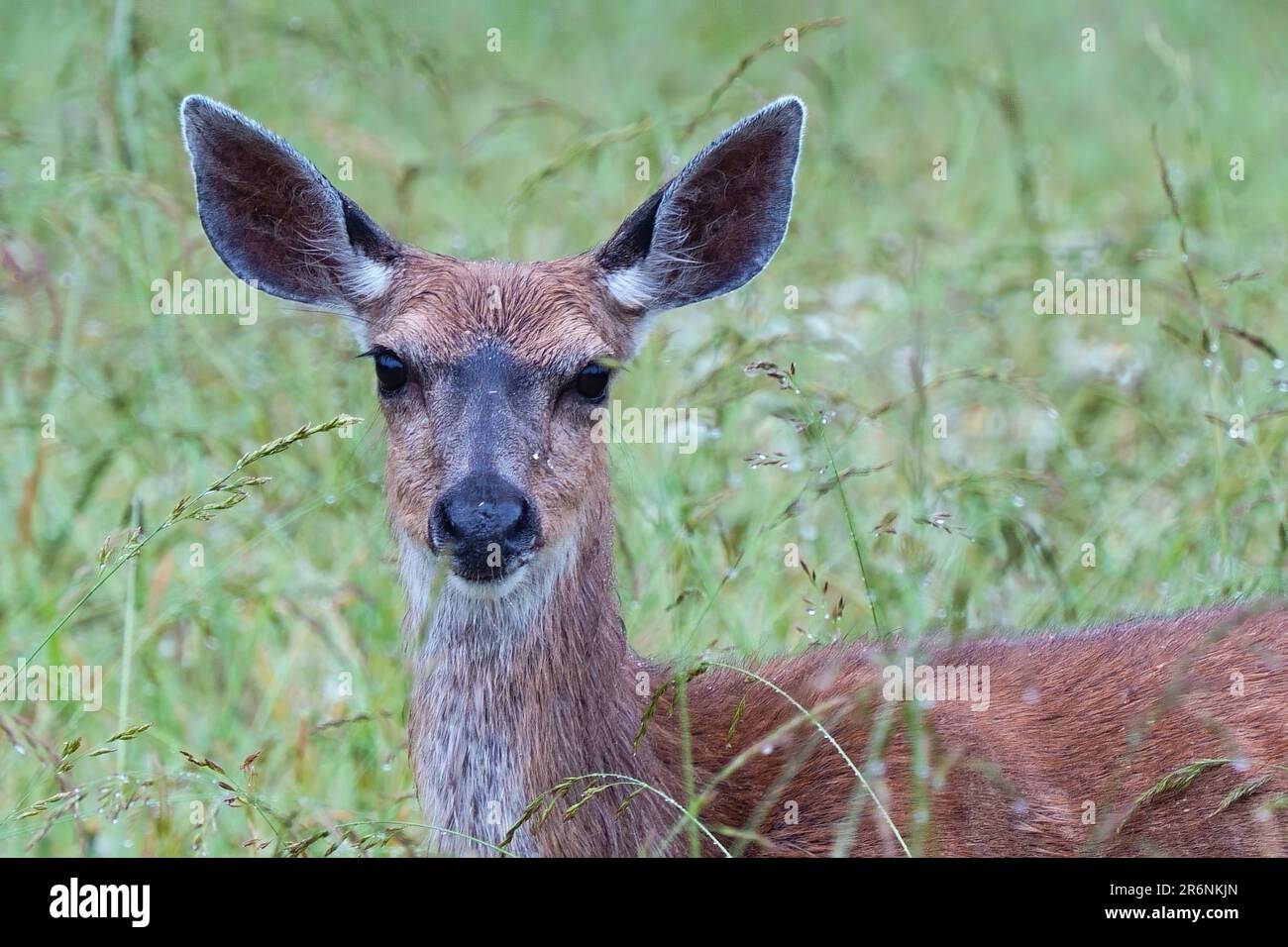 Deer in a grassy field Stock Photo
