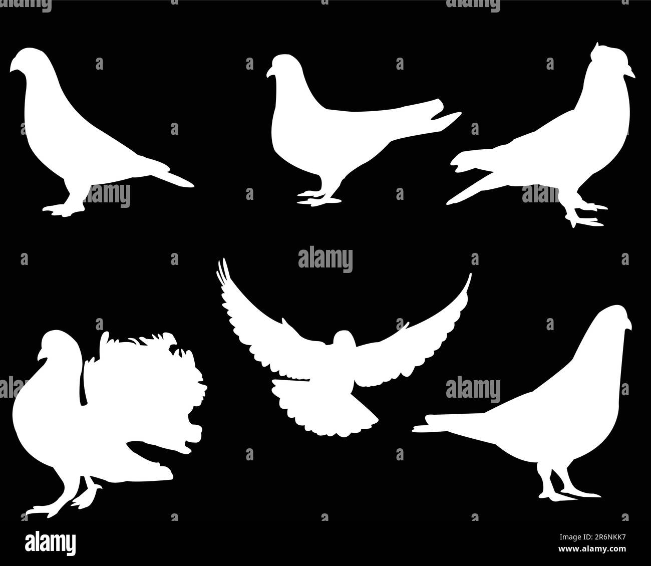 white pigeon collection on black background vector Stock Vector Image