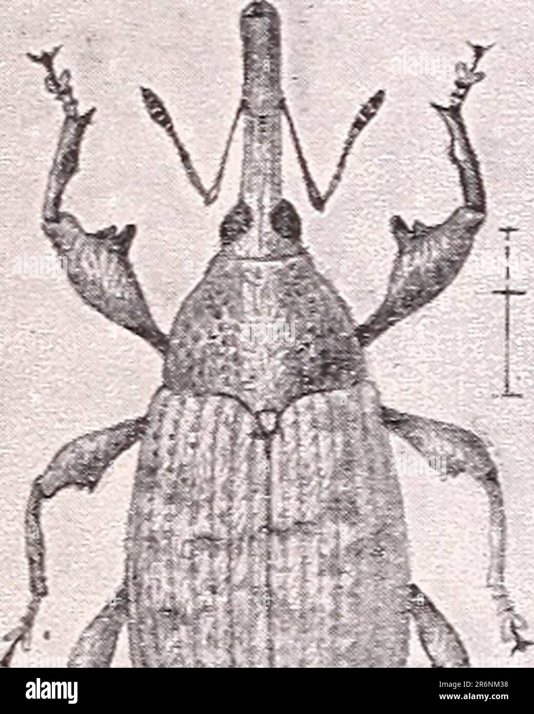 'El picudo o Gorgojo Mexicano de la Capsula del Algodon (Anthonomus grandis Boh.)' (1896) Stock Photo