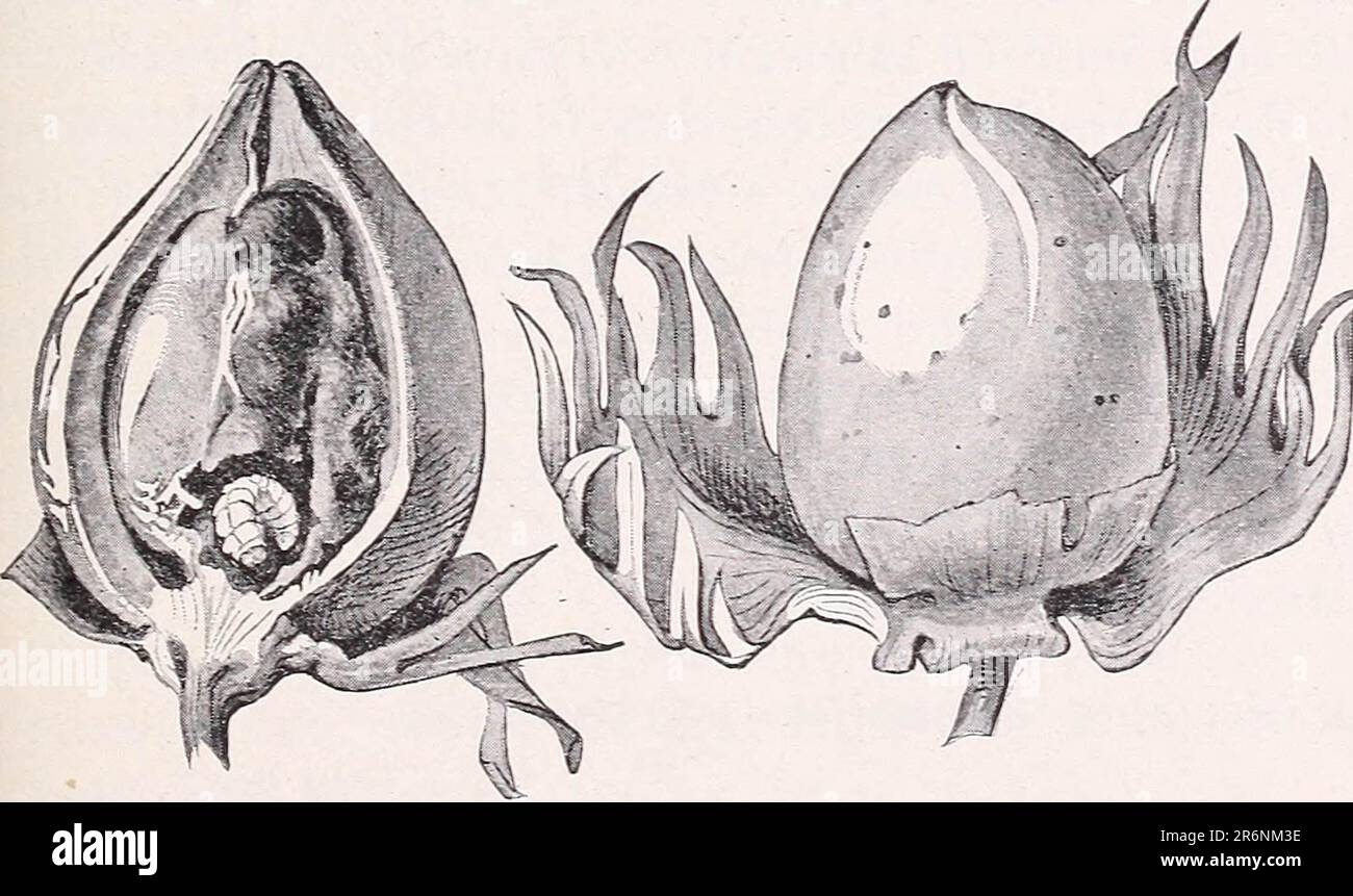 'El picudo o Gorgojo Mexicano de la Capsula del Algodon (Anthonomus grandis Boh.)' (1896) Stock Photo