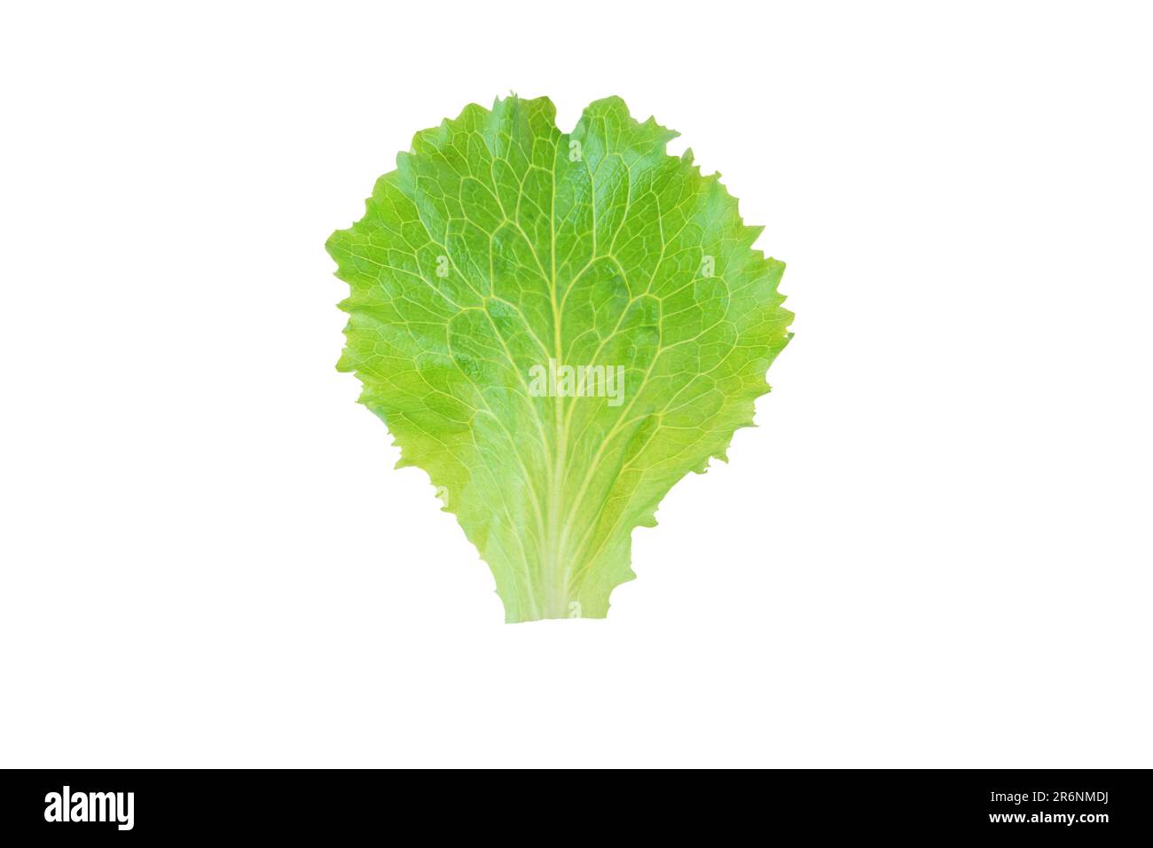 Lettuce salad green leaf isolated on white. Lactuca sativa leaf vegetable. Stock Photo