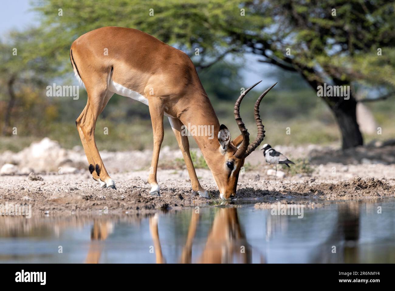 Male Impala (Aepyceros melampus) drinking at waterhole at the  Onkolo Hide, Onguma Game Reserve, Namibia, Africa Stock Photo