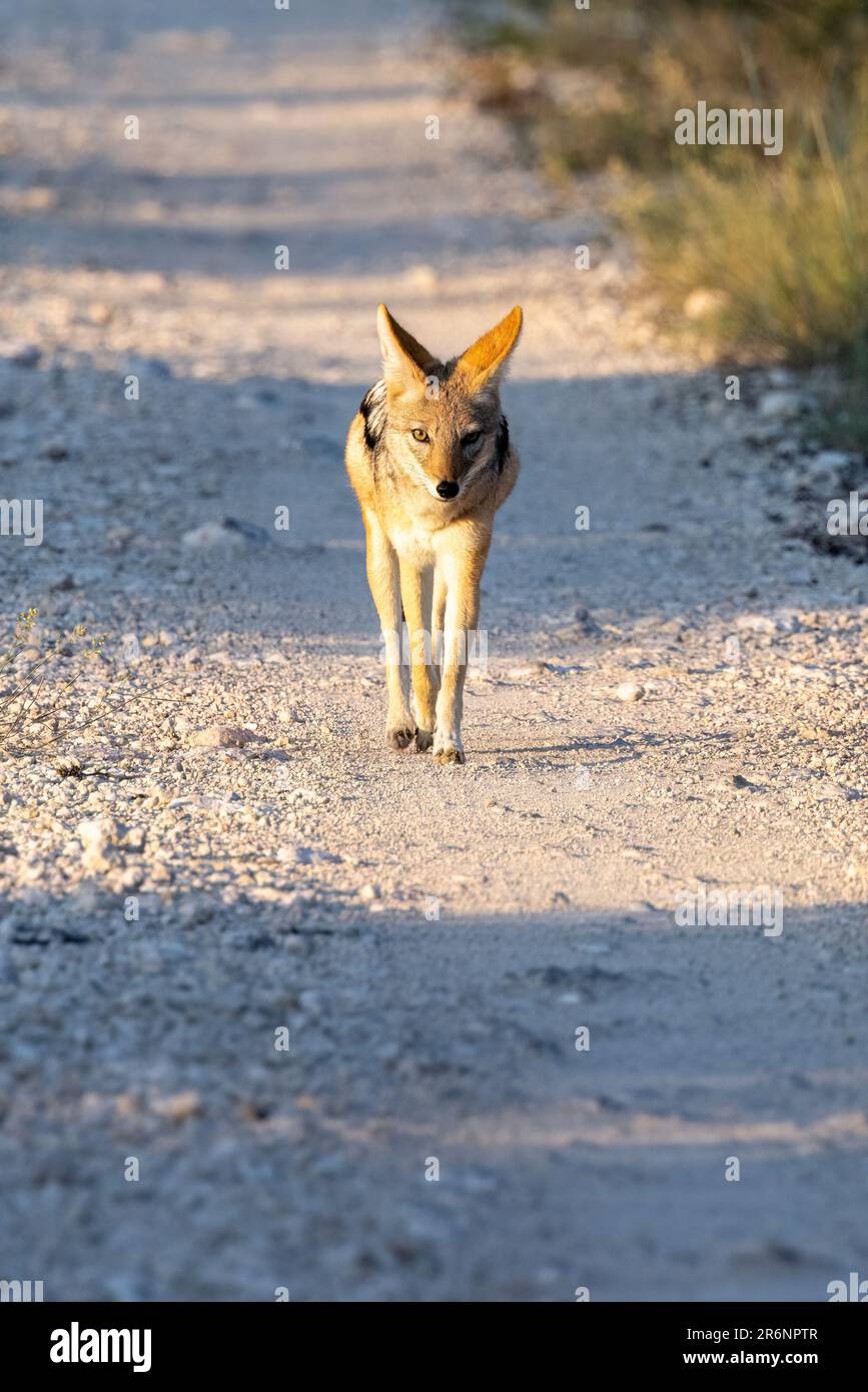 Black-backed Jackal (Canis mesomelas) - Onguma Game Reserve, Namibia, Africa Stock Photo