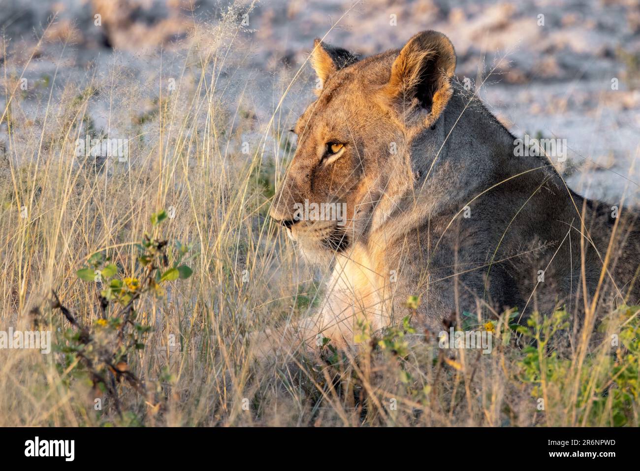 Young lion (Panthera leo) - Onguma Game Reserve, Namibia, Africa Stock Photo