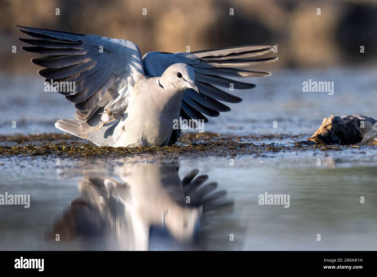 Ring-necked dove (Streptopelia capicola) or Cape Turtle Dove taking off from water - Onkolo Hide, Onguma Game Reserve, Namibia, Africa Stock Photo