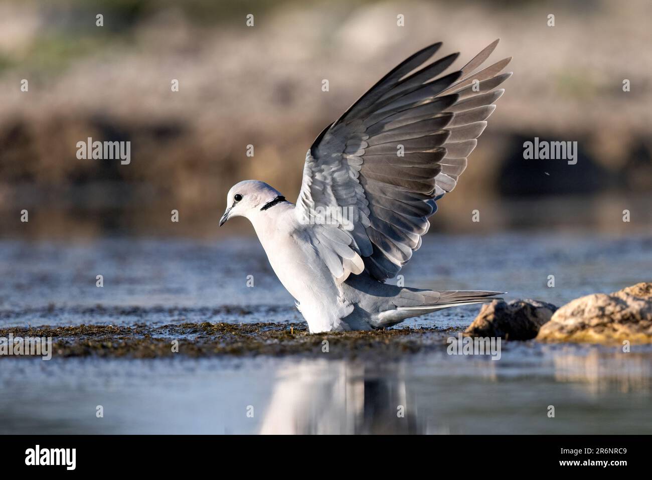 Ring-necked dove (Streptopelia capicola) or Cape Turtle Dove taking off from water - Onkolo Hide, Onguma Game Reserve, Namibia, Africa Stock Photo