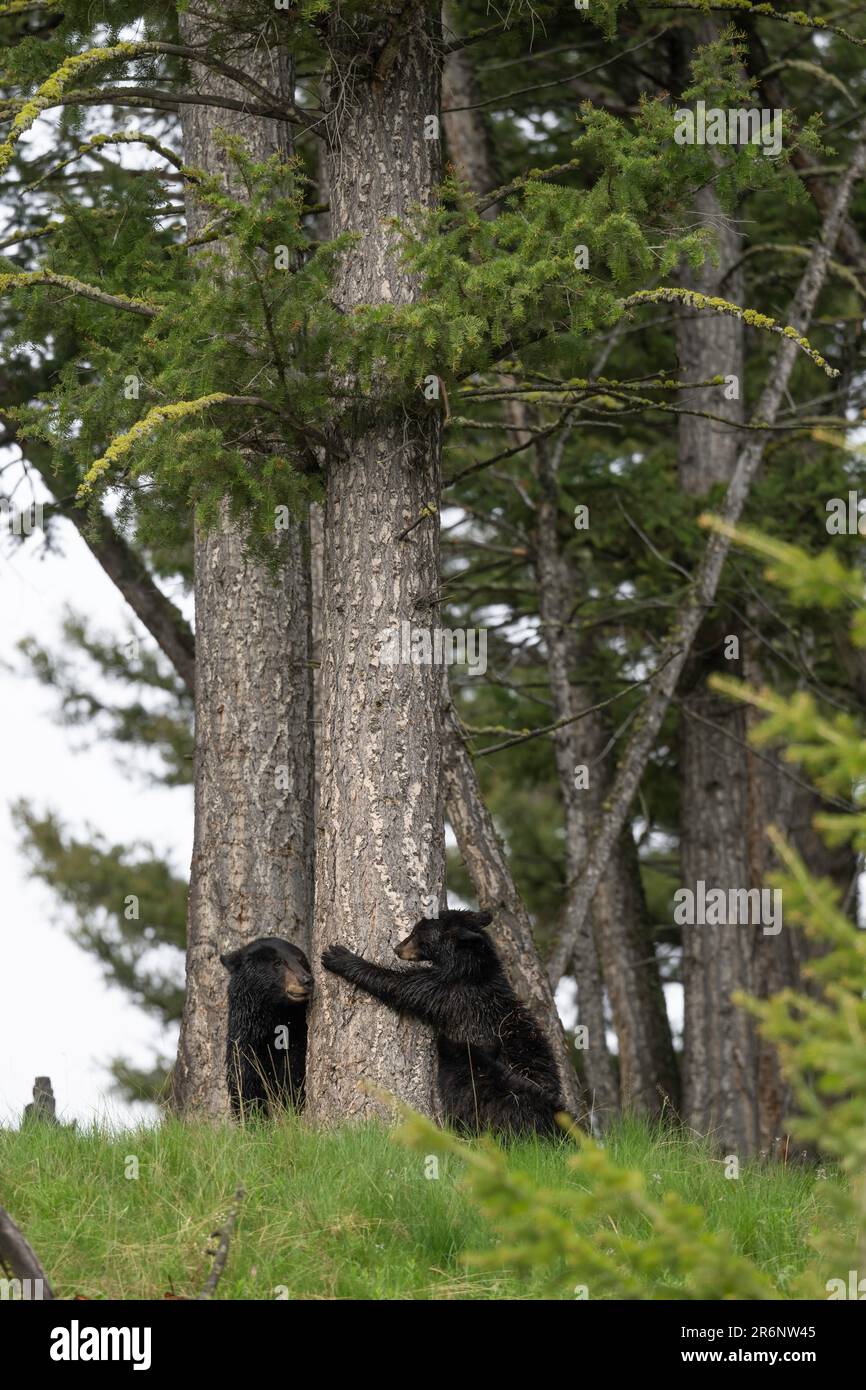 Black bear mom playing with cub hi-res stock photography and images - Alamy