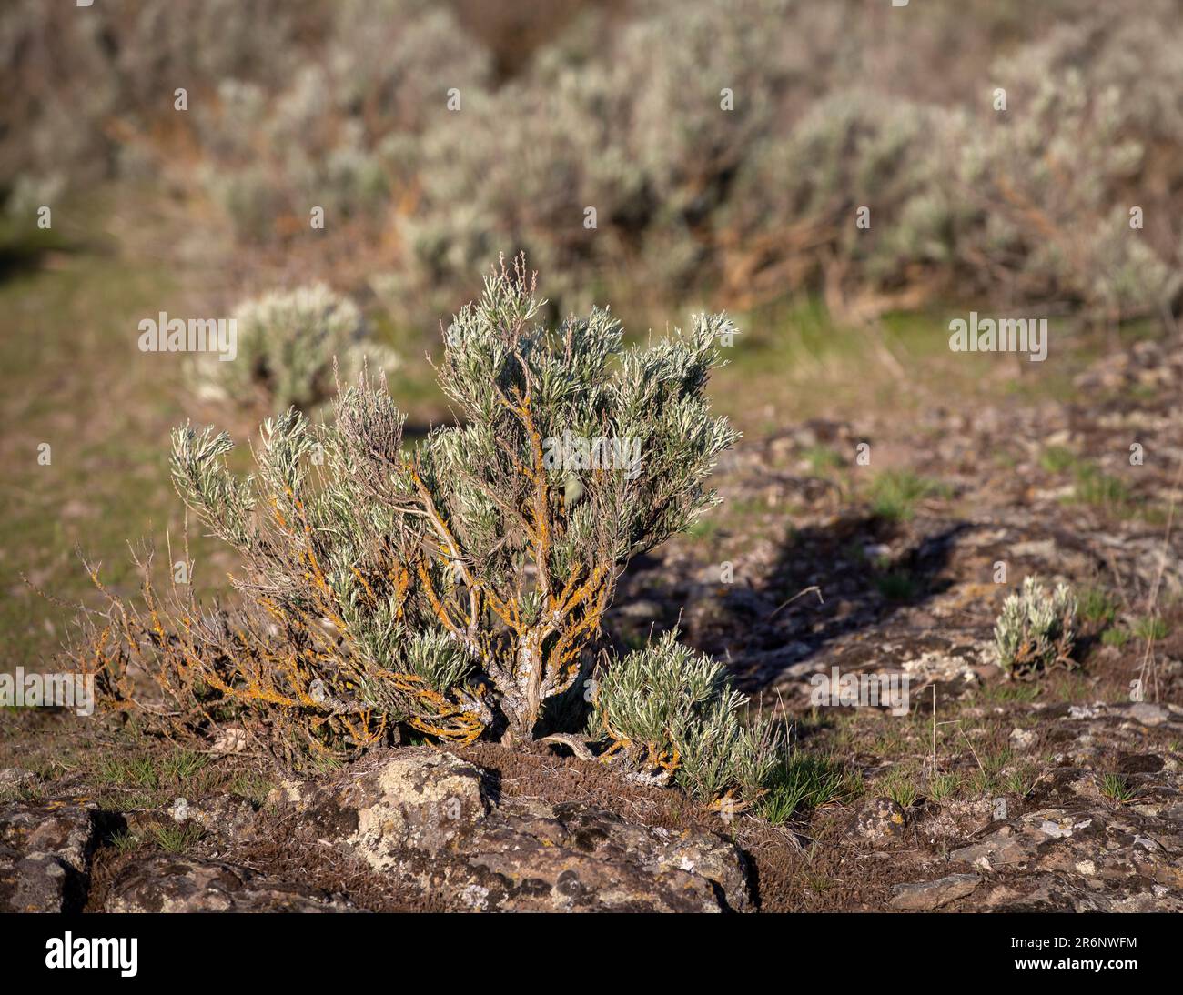 Growing out of rocks hi-res stock photography and images - Alamy