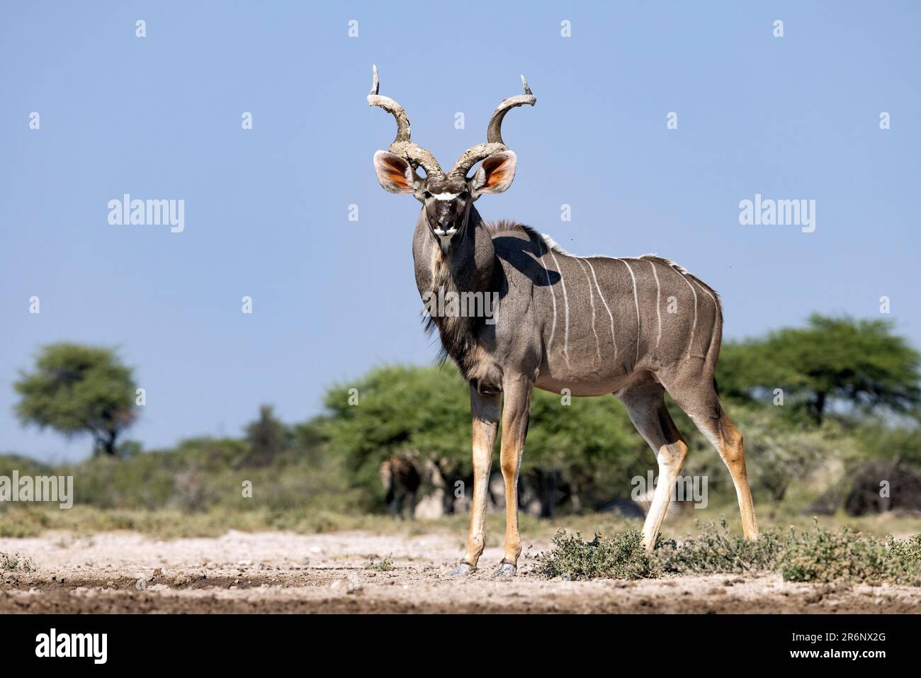Male Greater kudu (Tragelaphus strepsiceros) at Onkolo Hide, Onguma Game Reserve, Namibia, Africa Stock Photo
