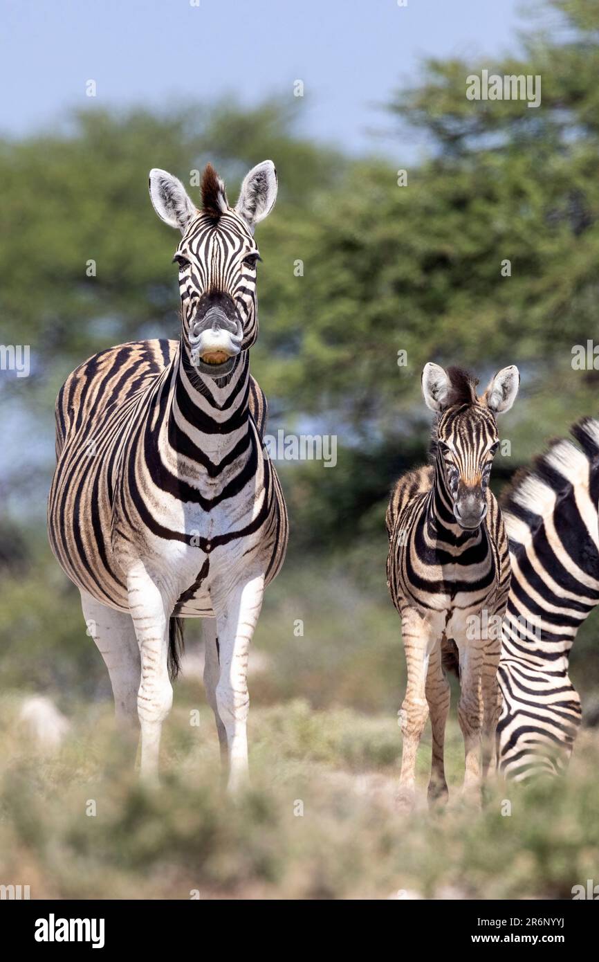Zebra foal mother waterhole hi-res stock photography and images - Alamy
