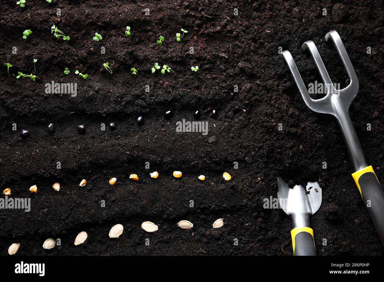 Different vegetable seeds and tools on fertile soil, flat lay Stock