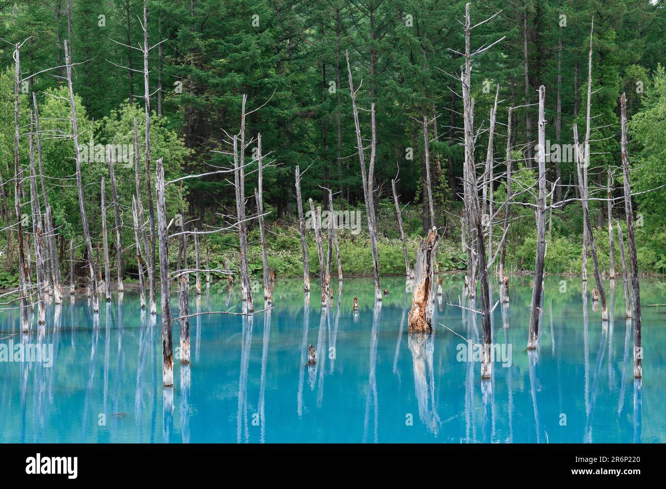 Scenery of Biei Blue Pond in Hokkaido, Japan Stock Photo