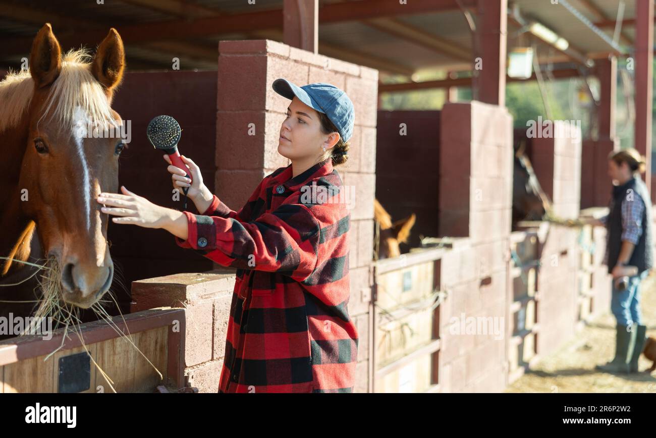 Horse care female stable worker brushing horse Stock Photo Alamy