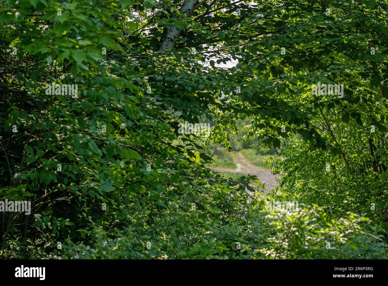 A view of New Brunswick woods road in the spring Stock Photo