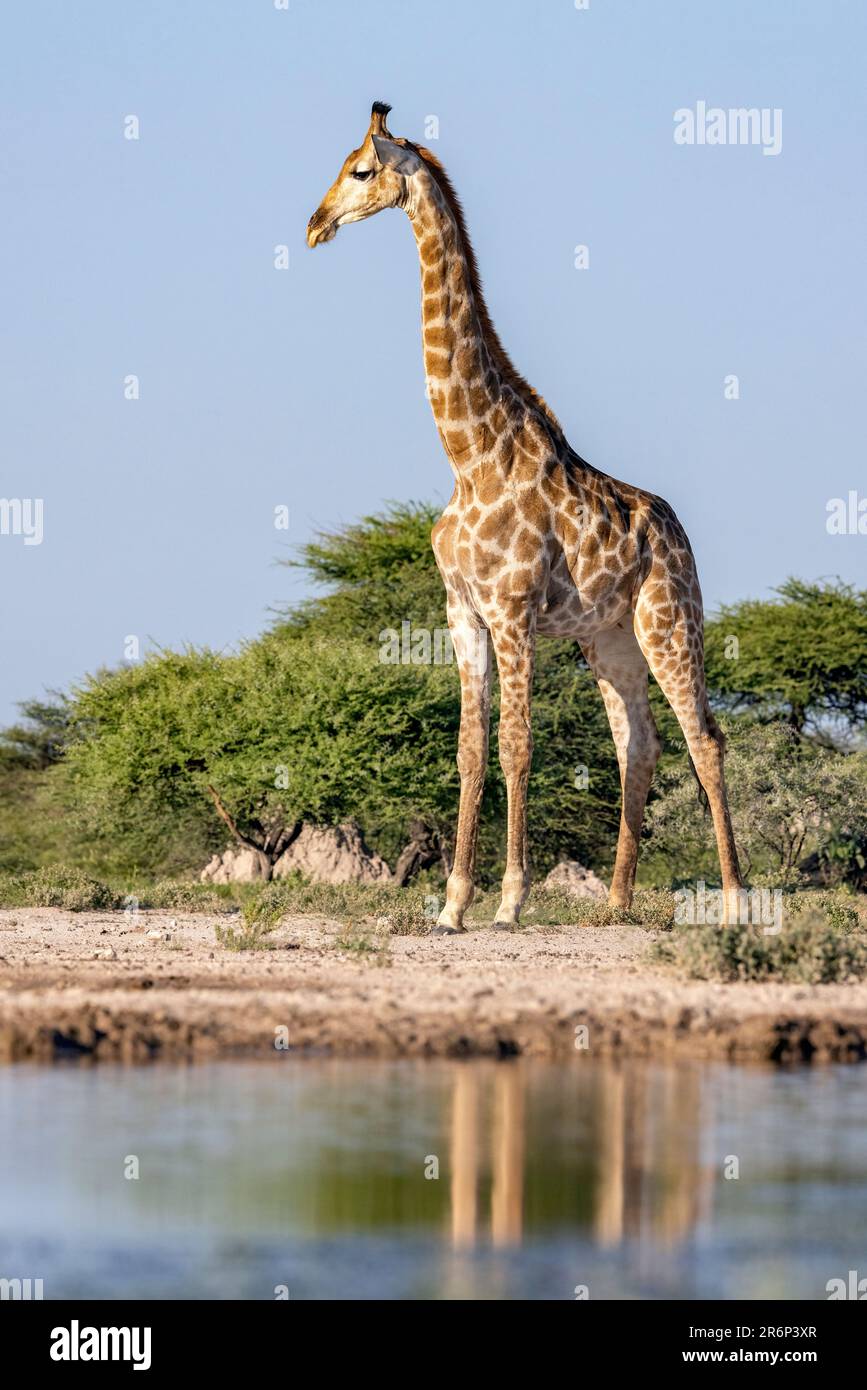 Giraffe at Onkolo Hide, Onguma Game Reserve, Namibia, Africa Stock Photo
