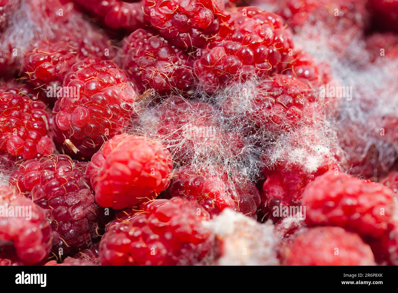 Raspberries with mold . Macro of rotten berries Stock Photo