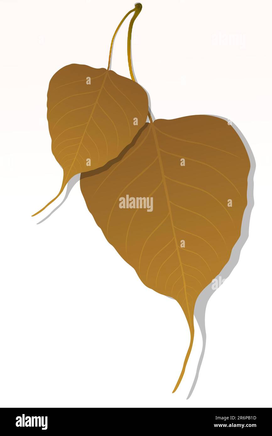 illustration of close up of peepal leaf Stock Vector