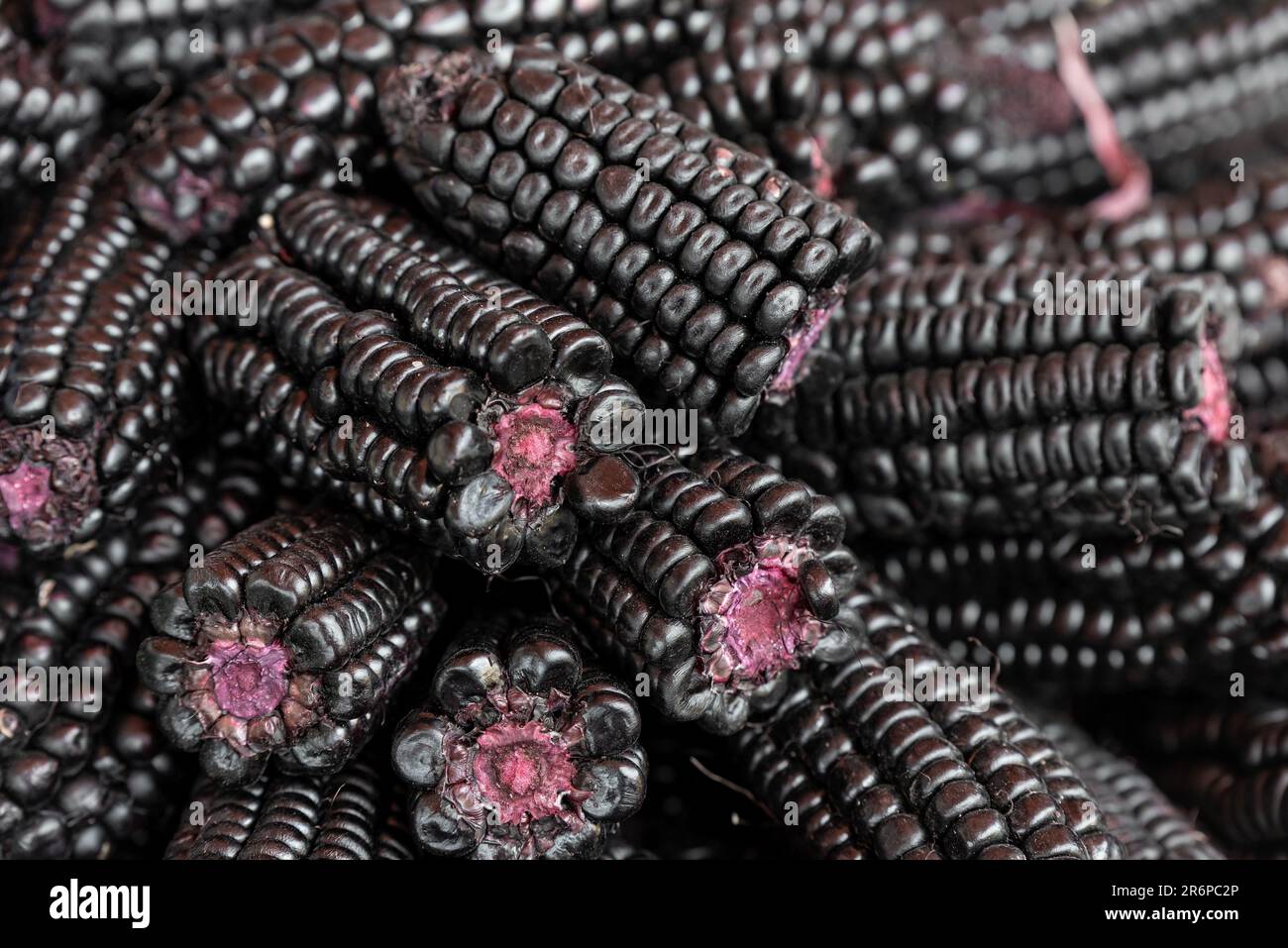Purple Corn (Zea mays indurata) cobs pattern on local market, Cusco, Peru. Stock Photo