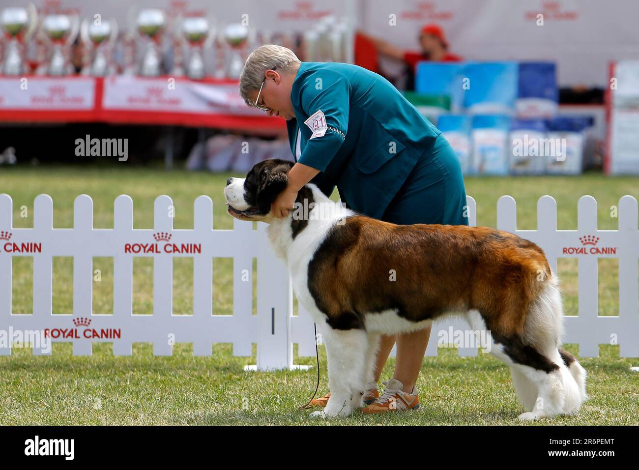 Royal canin for saint clearance bernard