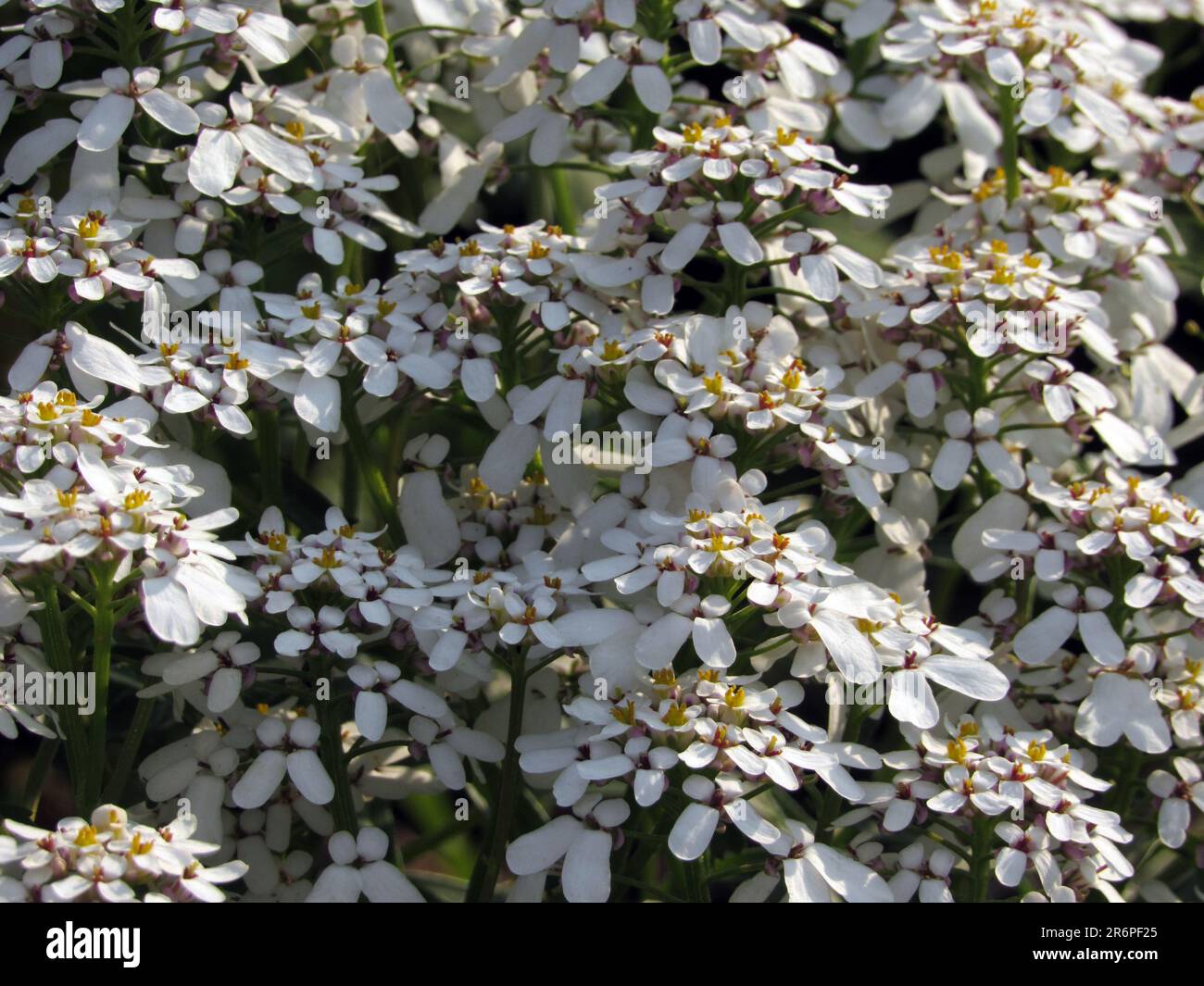 Candytuft (iberus) blooms in spring. Stock Photo