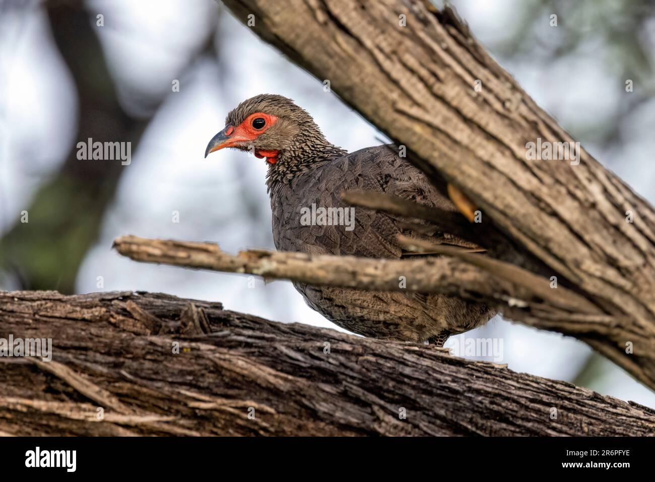 Swainson's spurfowl or Swainson's francolin (Pternistis swainsonii) - Onguma Game Reserve, Namibia, Africa Stock Photo