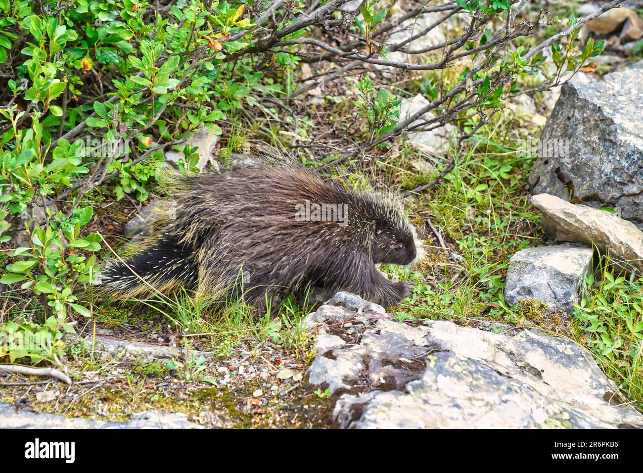 A Canadian Porcupine or Erethizon dorsatum near Lake Moraine in the Canada Rockies Stock Photo
