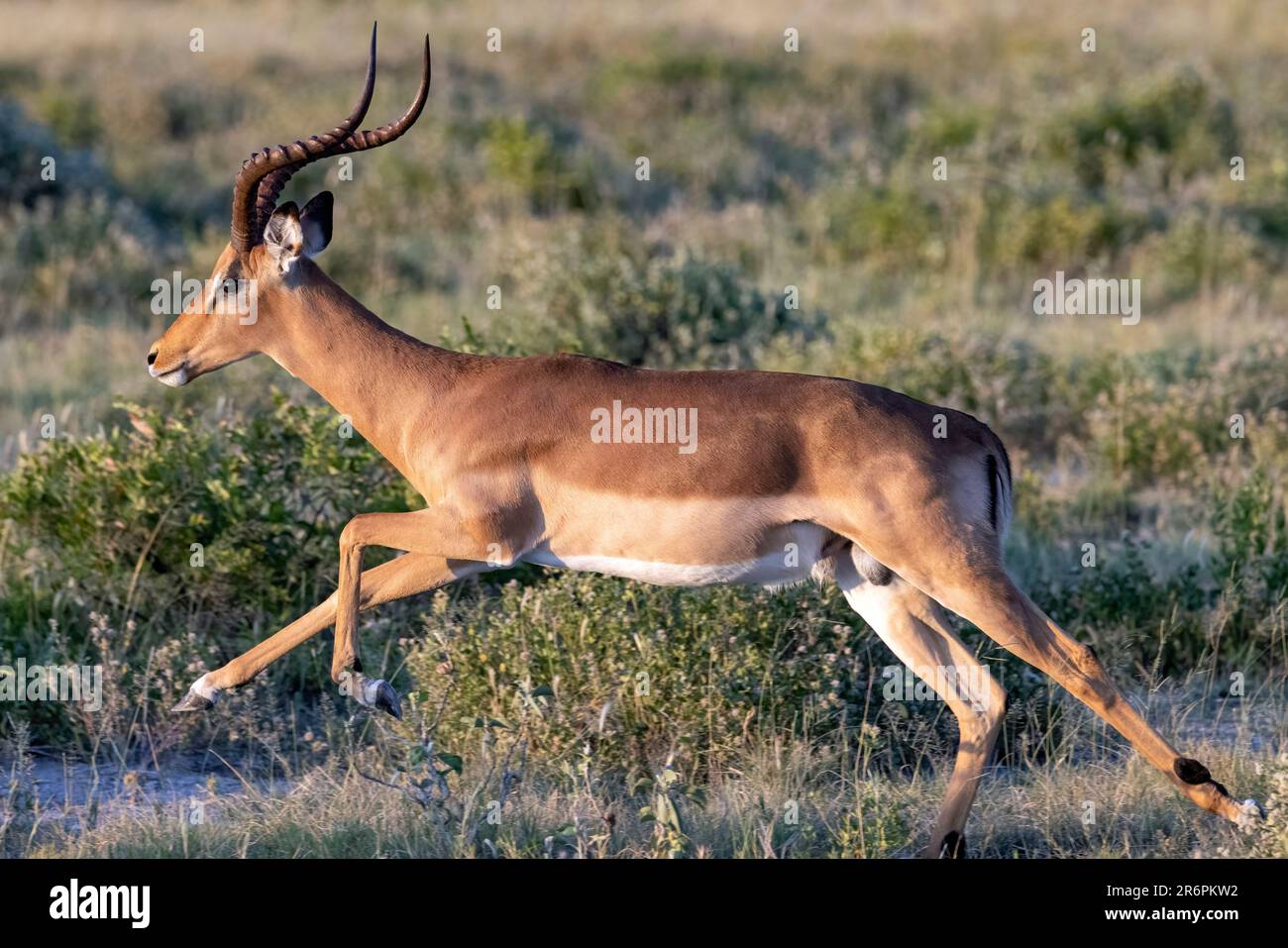 Impala (Aepyceros melampus) - Onguma Game Reserve, Namibia, Africa Stock Photo