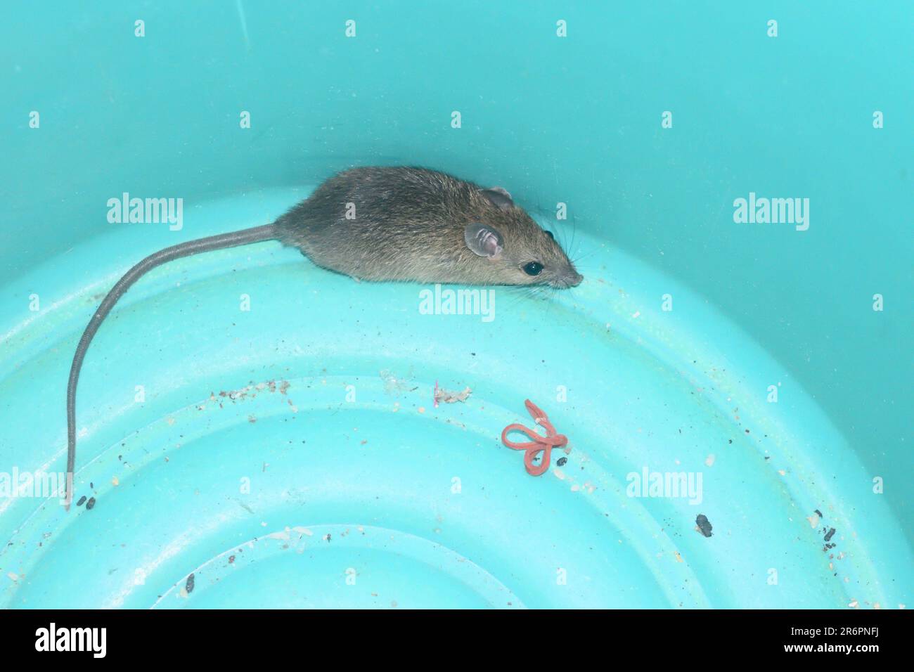 Rat in the green bucket, Mouse finding a way out of being confined, Removal of rodents that cause dirt and may be carriers of disease Stock Photo