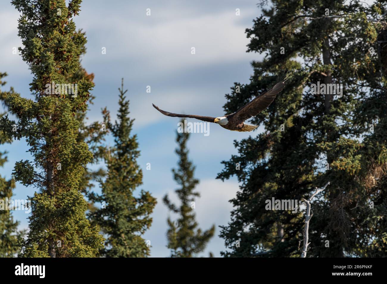 Wild bald eagle seen at its nest during summer time with blue sky