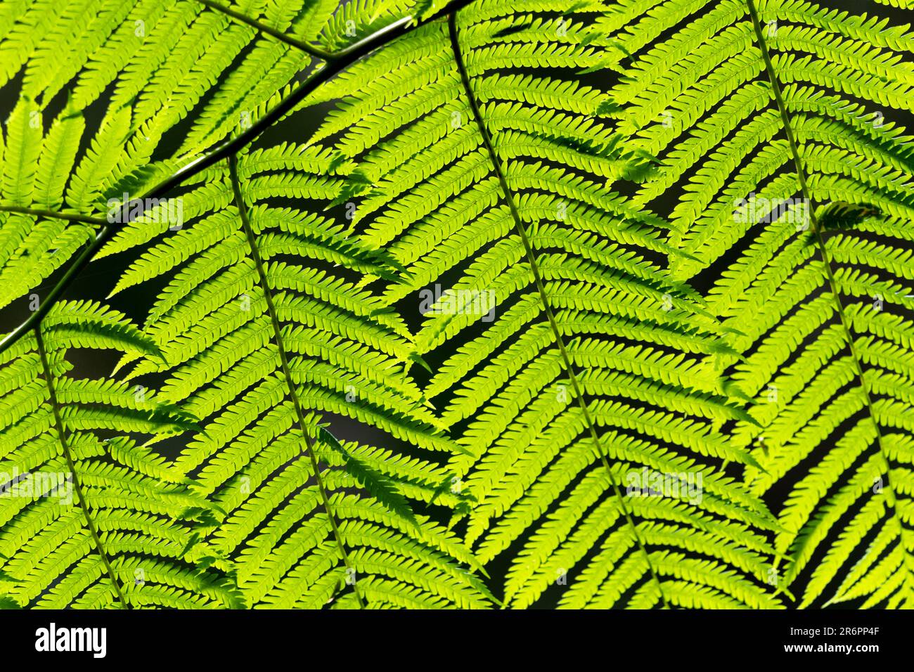 Bright green, healthy fern plants seen in Australian rainforest with close detail, blurred dark background. Stock Photo
