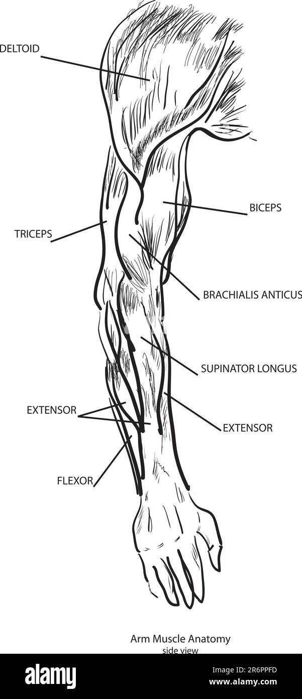 Arm Muscle Anatomy, side view. Vector. Black and White Stock Vector