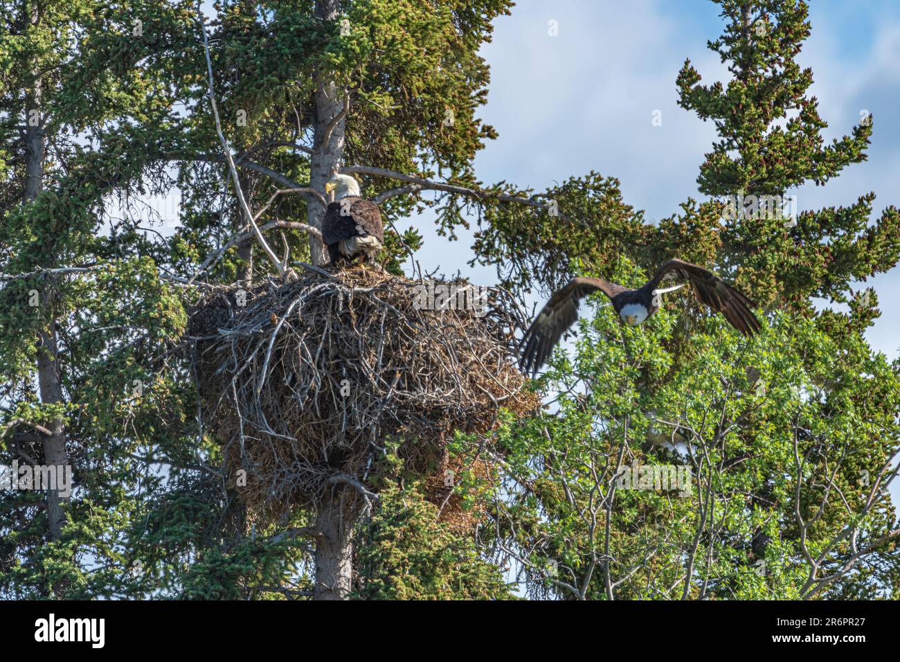 Wild Bald Eagles in northern Canada with mother and father guarding the