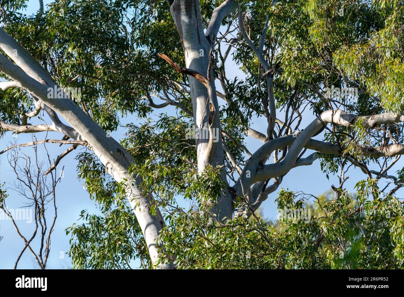 Native gum eucalyptus trees seen in Australia during autumn season with