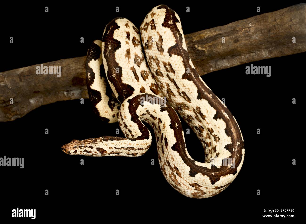 Solomon island ground boa (Candoia paulsoni) Stock Photo