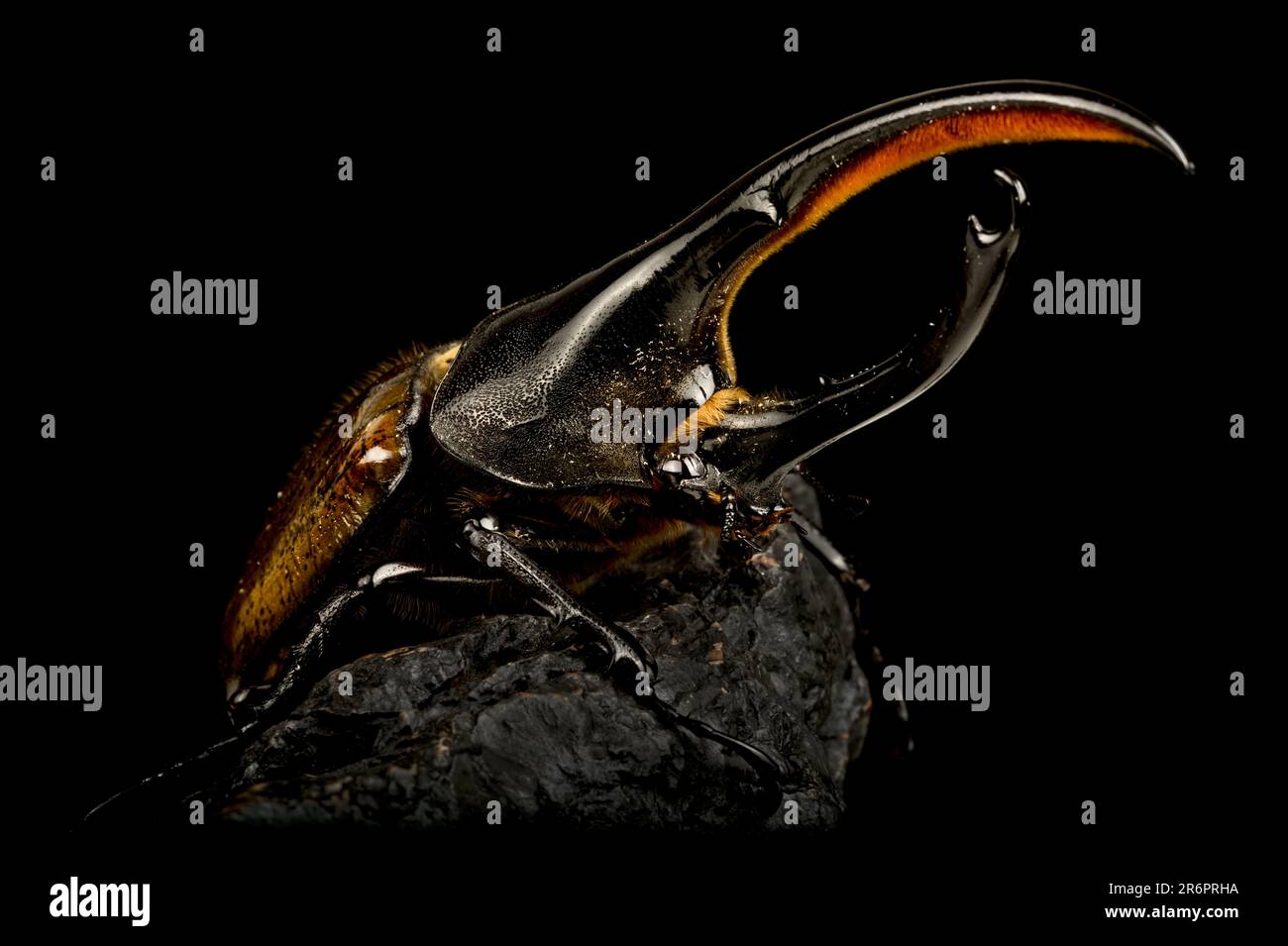 The Hercules beetle (Dynastes hercules) is the second biggest beetle species in the world. Stock Photo