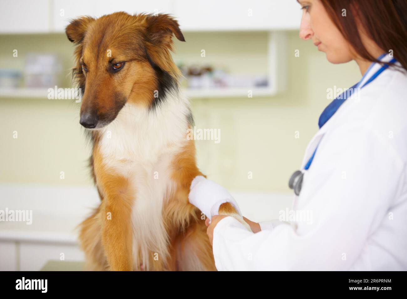 Doctor, bandage or dog at veterinary clinic in an emergency healthcare inspection or accident. Veterinarian, helping or injured rough collie pet in Stock Photo