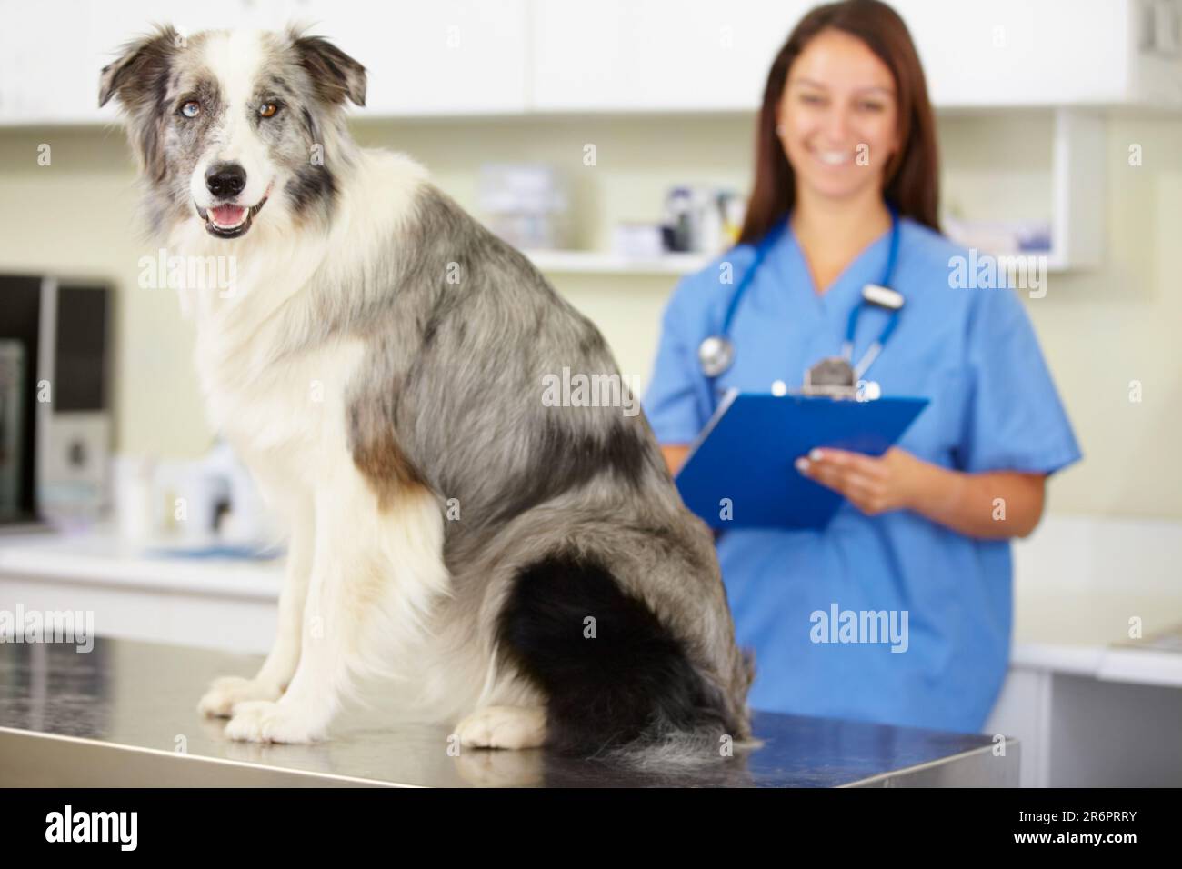 Veterinarian, portrait or dog at veterinary clinic for animal healthcare checkup inspection or nursing. Doctor, history or sick blue merle collie pet Stock Photo
