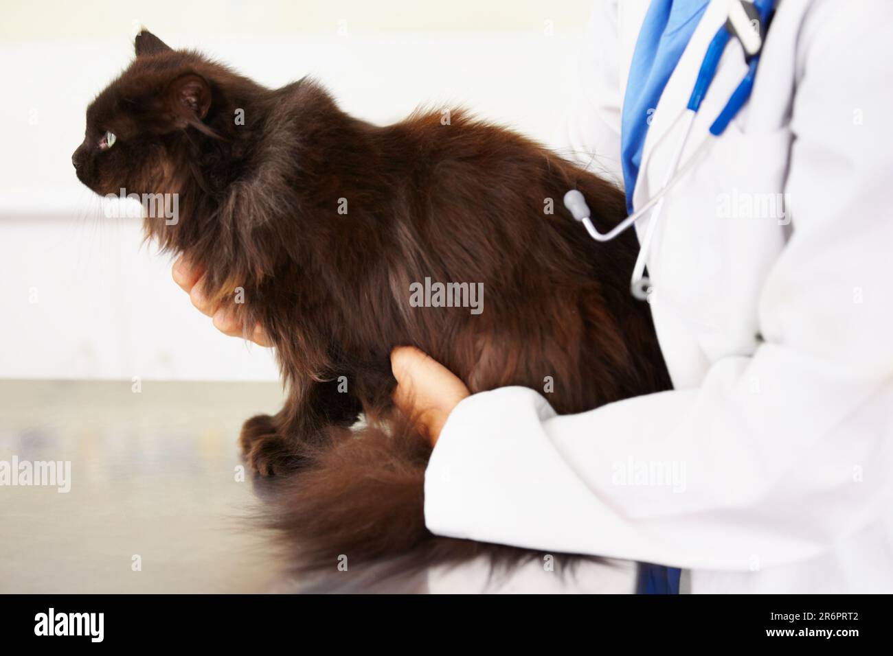 Hands, veterinarian or cat in veterinary clinic or animal healthcare table for checkup in nursing consultation. Medical test, doctor or sick pet or Stock Photo