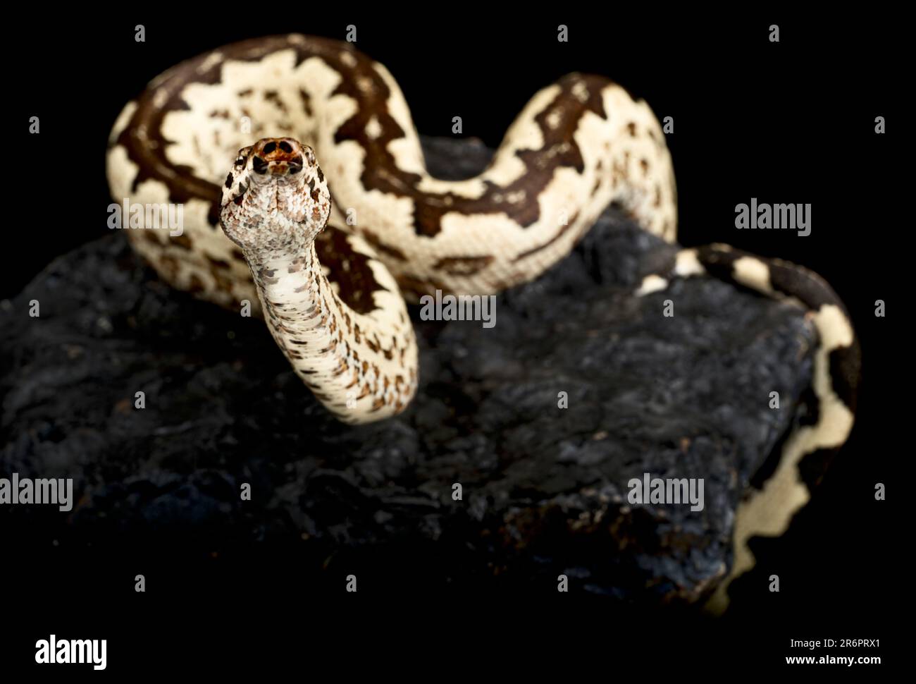 Solomon island ground boa (Candoia paulsoni) Stock Photo