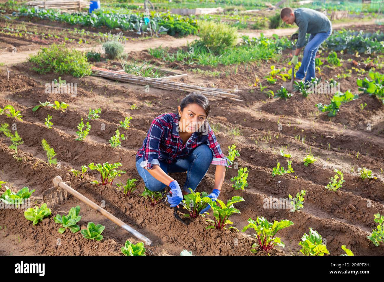 Multicultural vegetable garden hi-res stock photography and images - Alamy