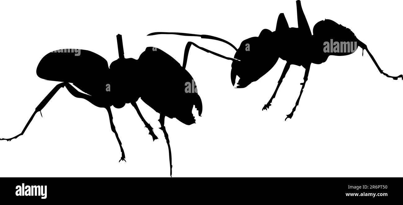 Two black ants's fighting on white background Stock Vector