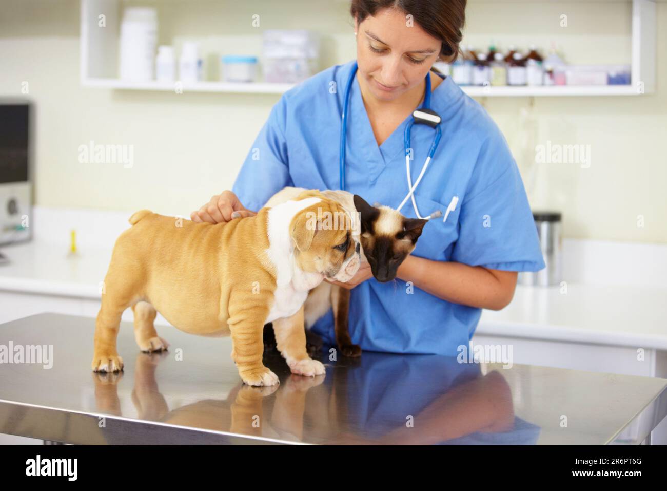 Animal care, woman nurse with animals and at veterinary clinic for checkup. Healthcare or support at vet, female doctor with cat and dog for Stock Photo