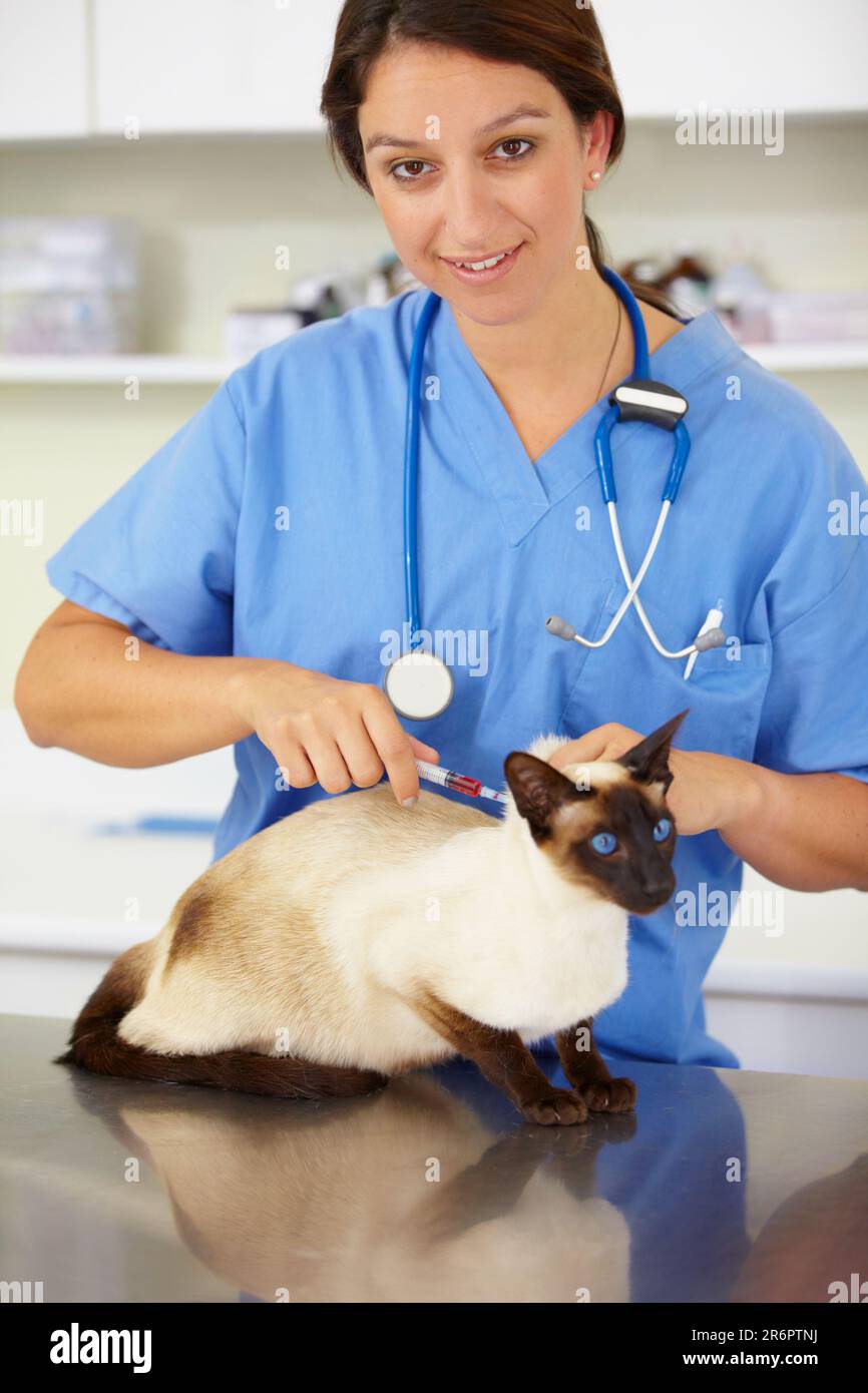 Injection, doctor portrait or cat at vet or animal healthcare clinic checkup in nursing consultation. Friendly smile, nurse or sick pet or Siamese Stock Photo