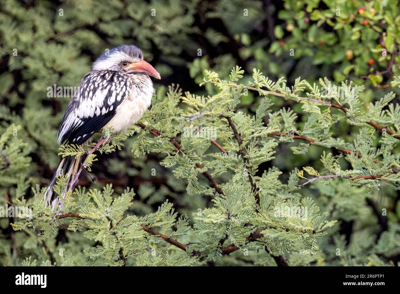Southern red-billed hornbill (Tockus rufirostris) - Onguma Game Reserve, Namibia, Africa Stock Photo