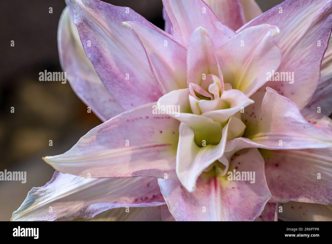 Close-up view of pinkish white flower of the oriental lily Stock Photo