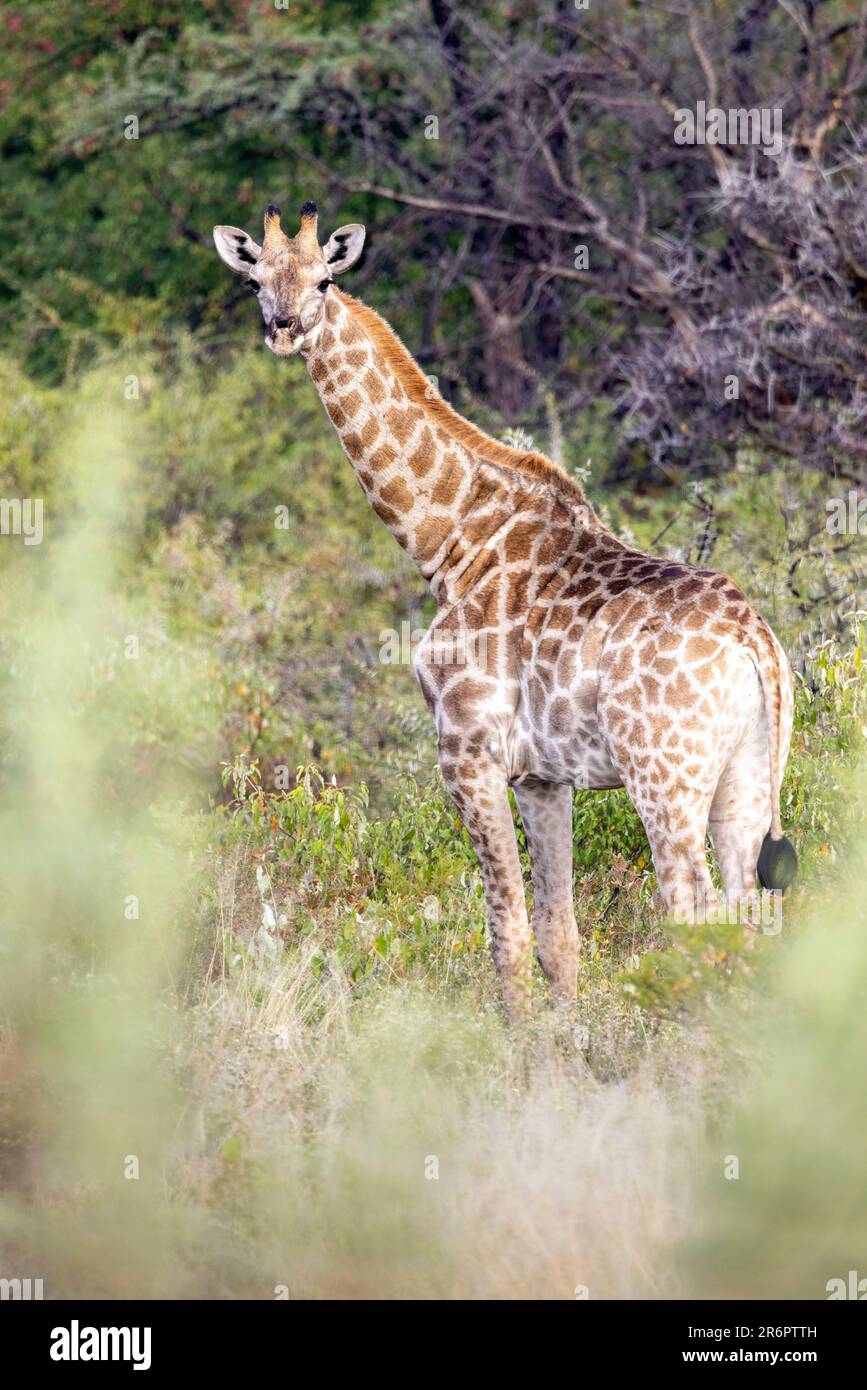 Young giraffe at Onguma Game Reserve, Namibia, Africa Stock Photo