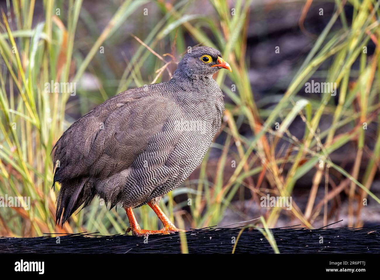 Redbilled spurfowl (Pternistis adspersus) Onguma Game Reserve Stock