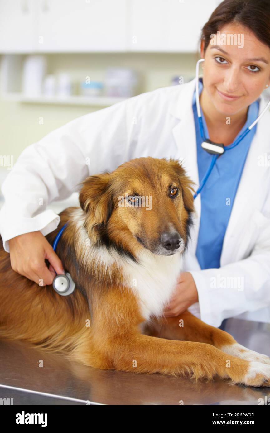 Portrait of doctor, heartbeat or dog at veterinary clinic for animal healthcare checkup inspection or nursing. Nurse, face or sick rough collie pet or Stock Photo